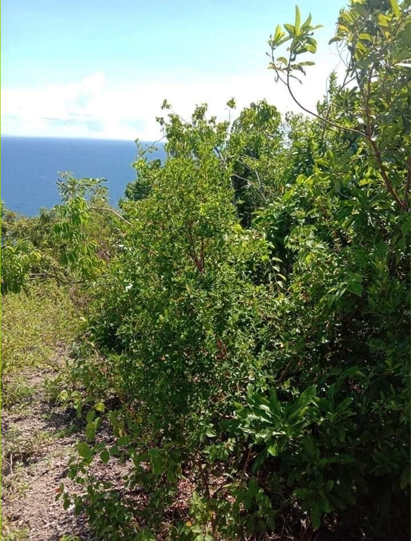 Sea View Boljoon Land